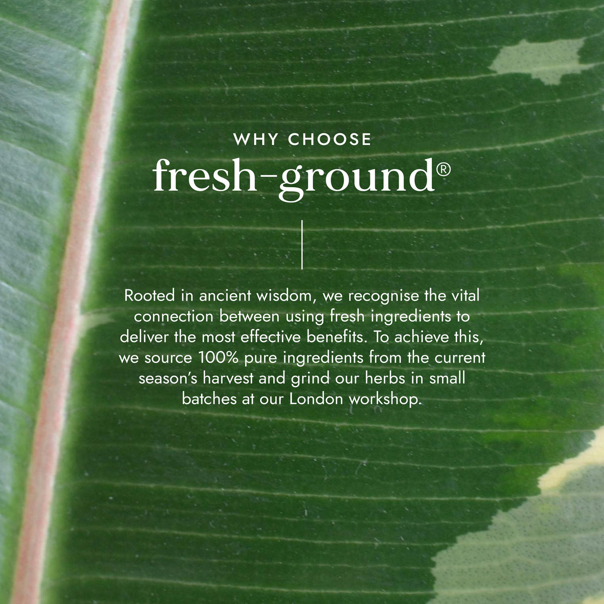 Organic Neem Leaf